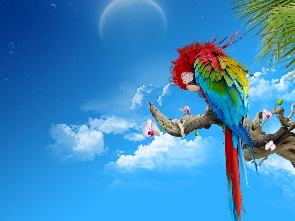 Parrot - Hd Graphics Wallpapers 1080p - HD Wallpaper 