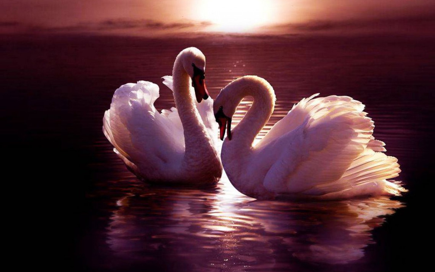 Swans - Background Swan - HD Wallpaper 