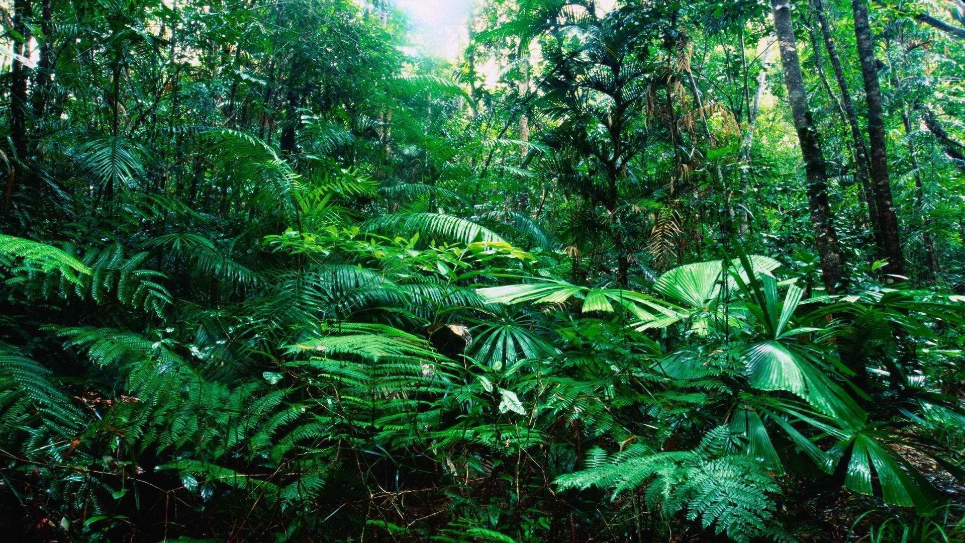 Tropical Rainforest Wallpapers 
 Data-src /full/126015 - HD Wallpaper 