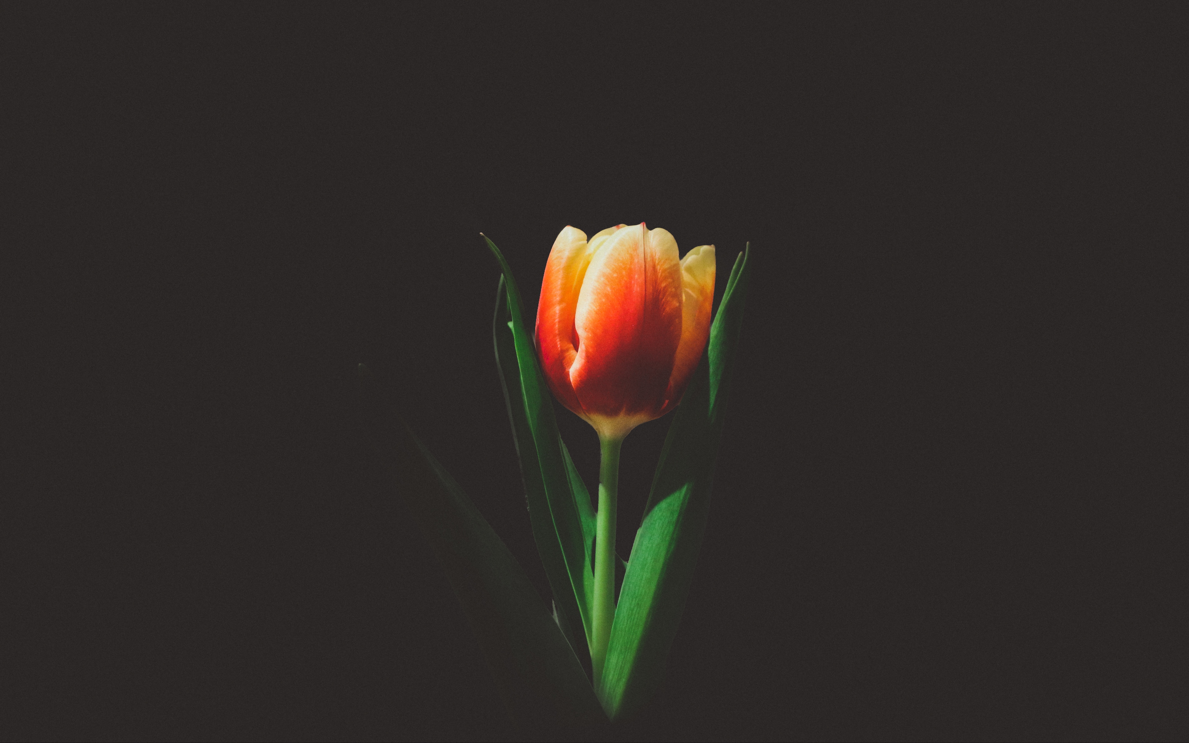 Wallpaper Tulip, Flower, Bud - Tulip Flower Dark Background - HD Wallpaper 