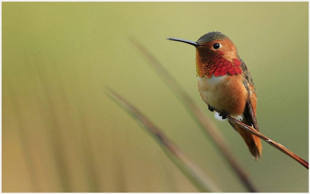 Ruby Throated Hummingbird Desktop Backgrounds - HD Wallpaper 