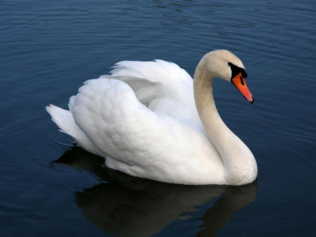 Mute Swan - HD Wallpaper 