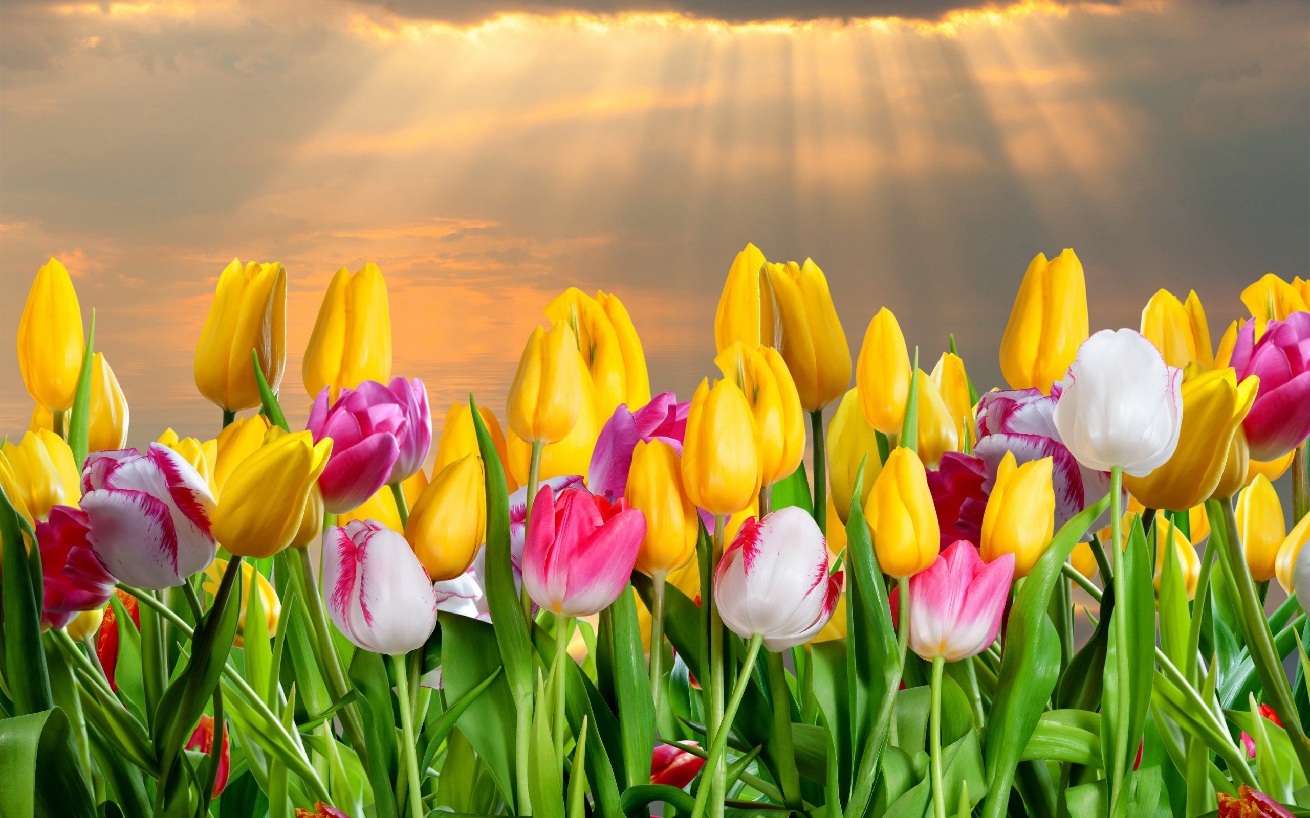 2560x1600, Tulips Flowers Wallpaper For Desktop, Laptop - Tulips Flower Background - HD Wallpaper 