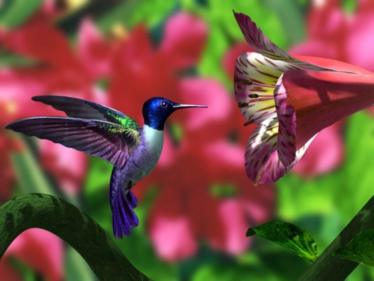 Hummingbird Background - HD Wallpaper 