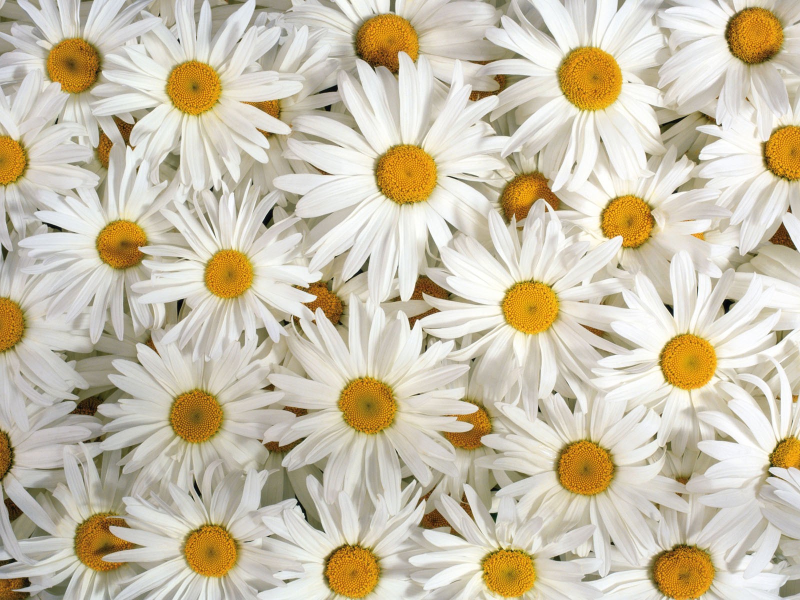 Flower Wallpaper Daisy - HD Wallpaper 