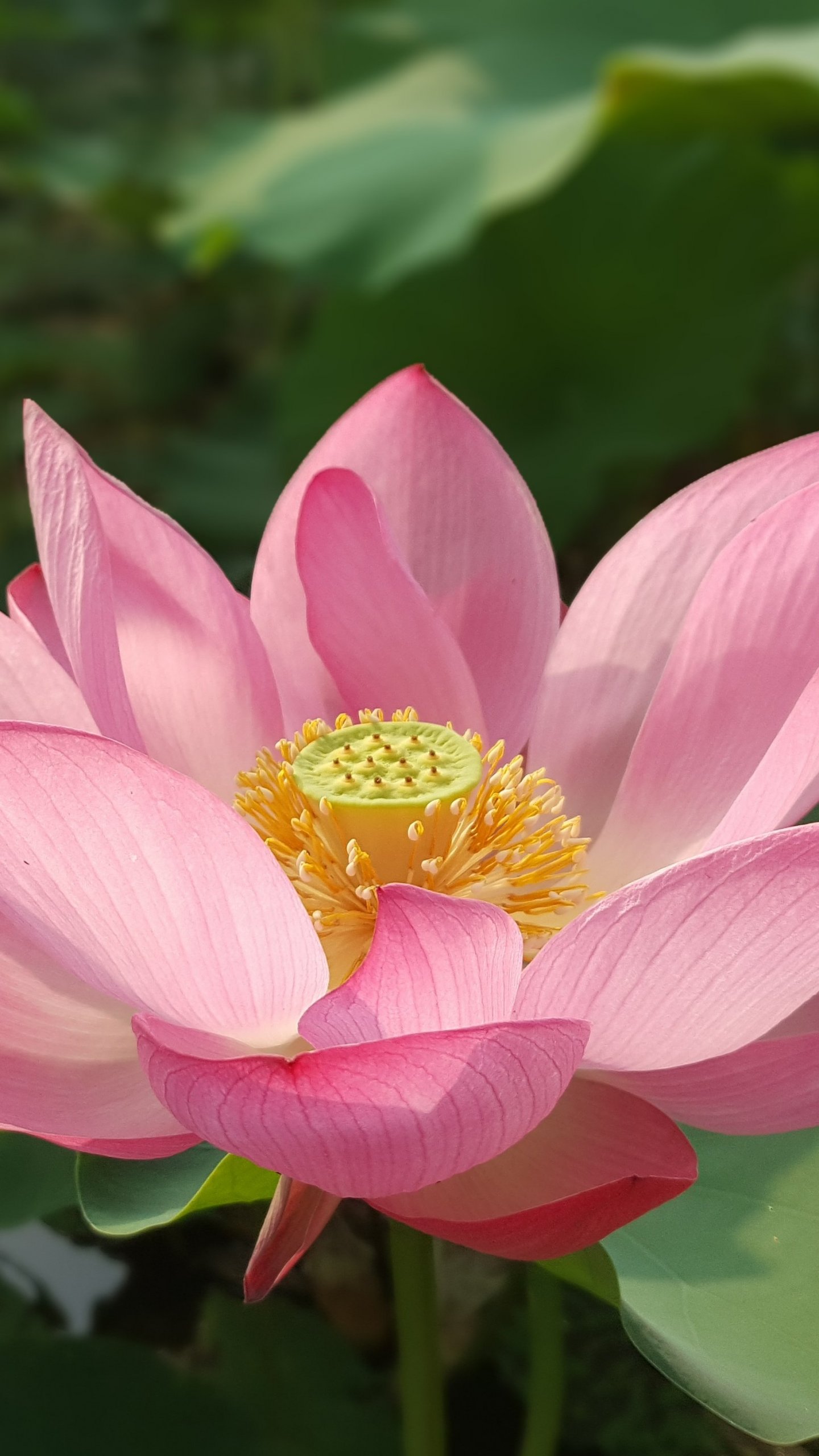 Nymphaea Nelumbo - HD Wallpaper 