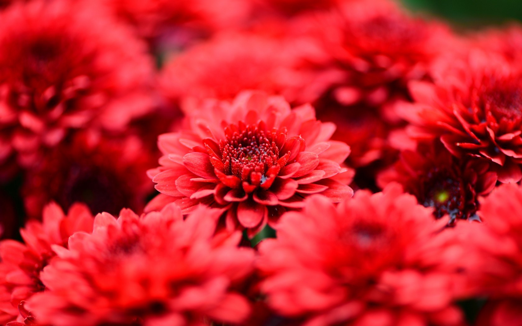 Red Flowers Wallpaper - HD Wallpaper 