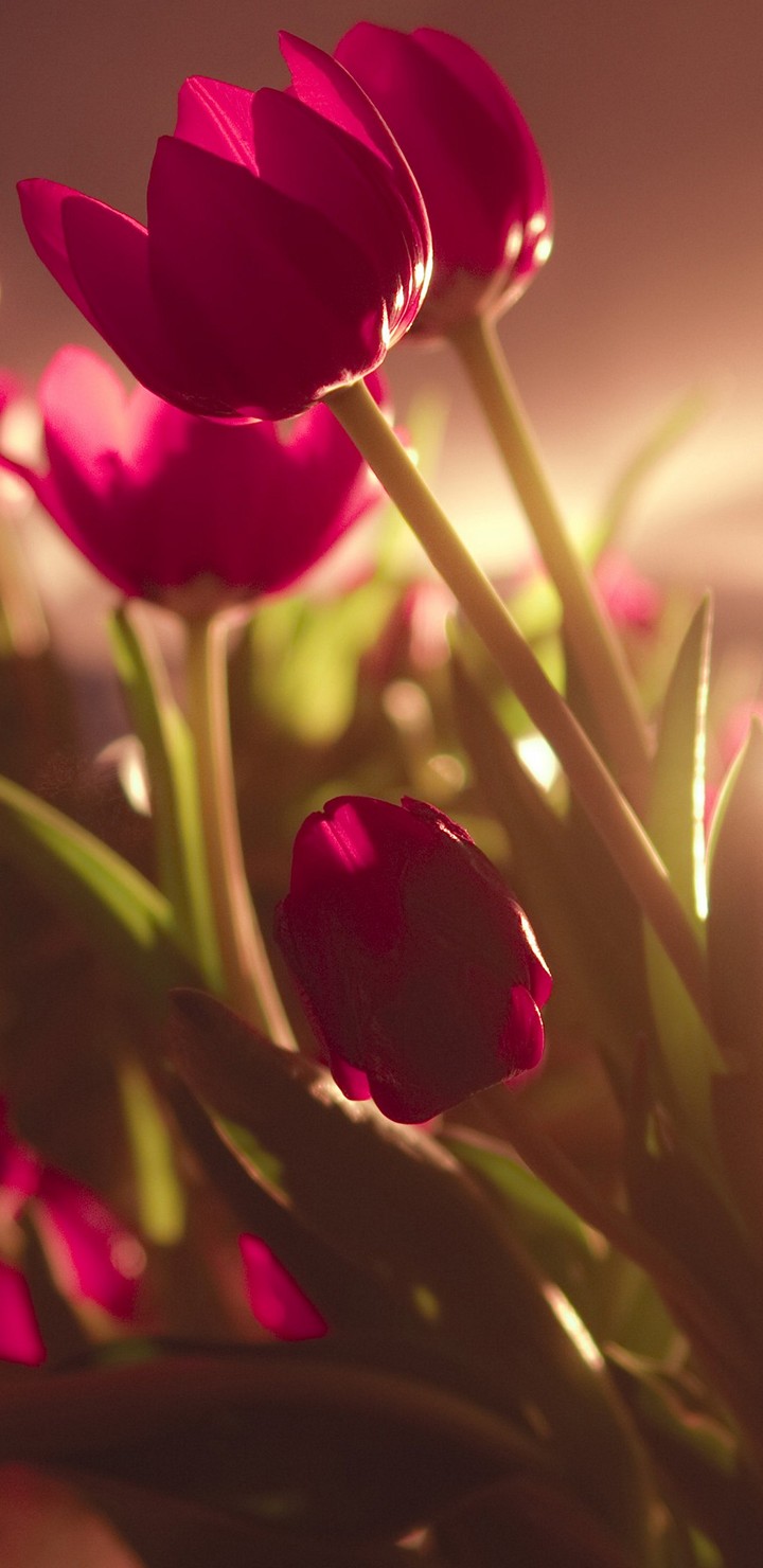 Tulip Ultra Hd Wallpaper - Flower Wallpaper Iphone Xs Max - HD Wallpaper 