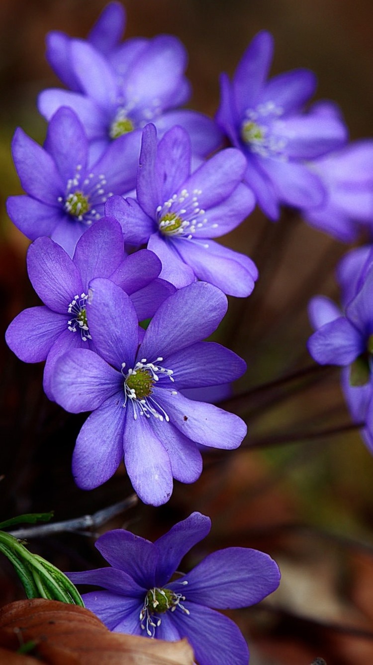 Violet Flowers Wallpaper For Iphone - HD Wallpaper 