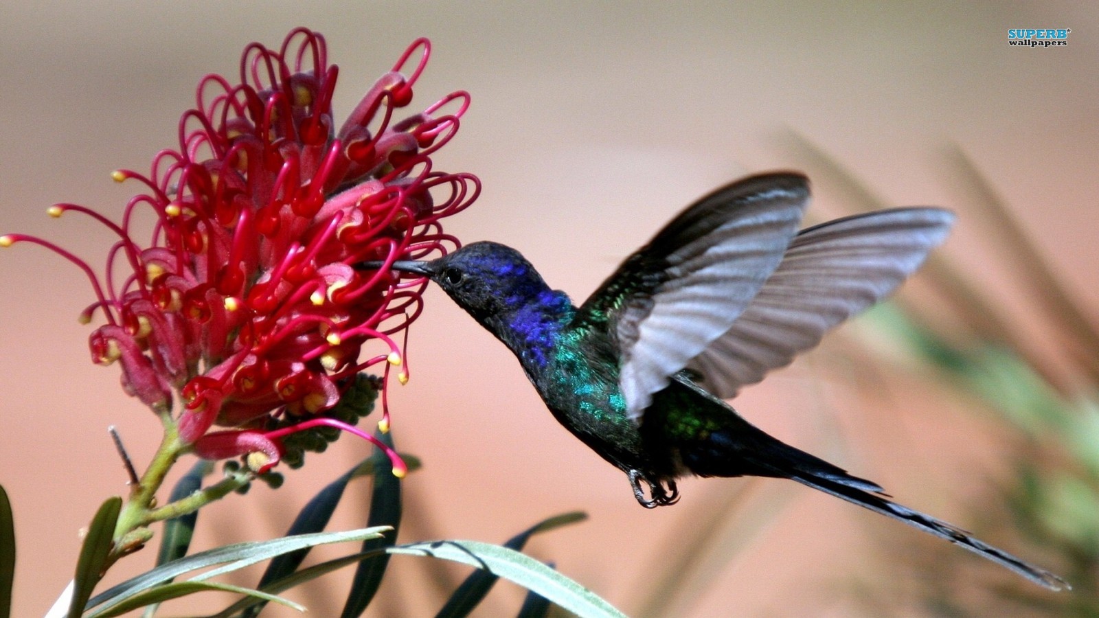 Hummingbird - Cute Birds Images Hd - HD Wallpaper 