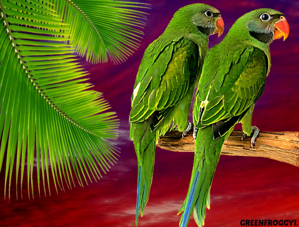 Green Parrots Wallpaper And Background Image Id - Green Parrot Wallpaper 3d - HD Wallpaper 