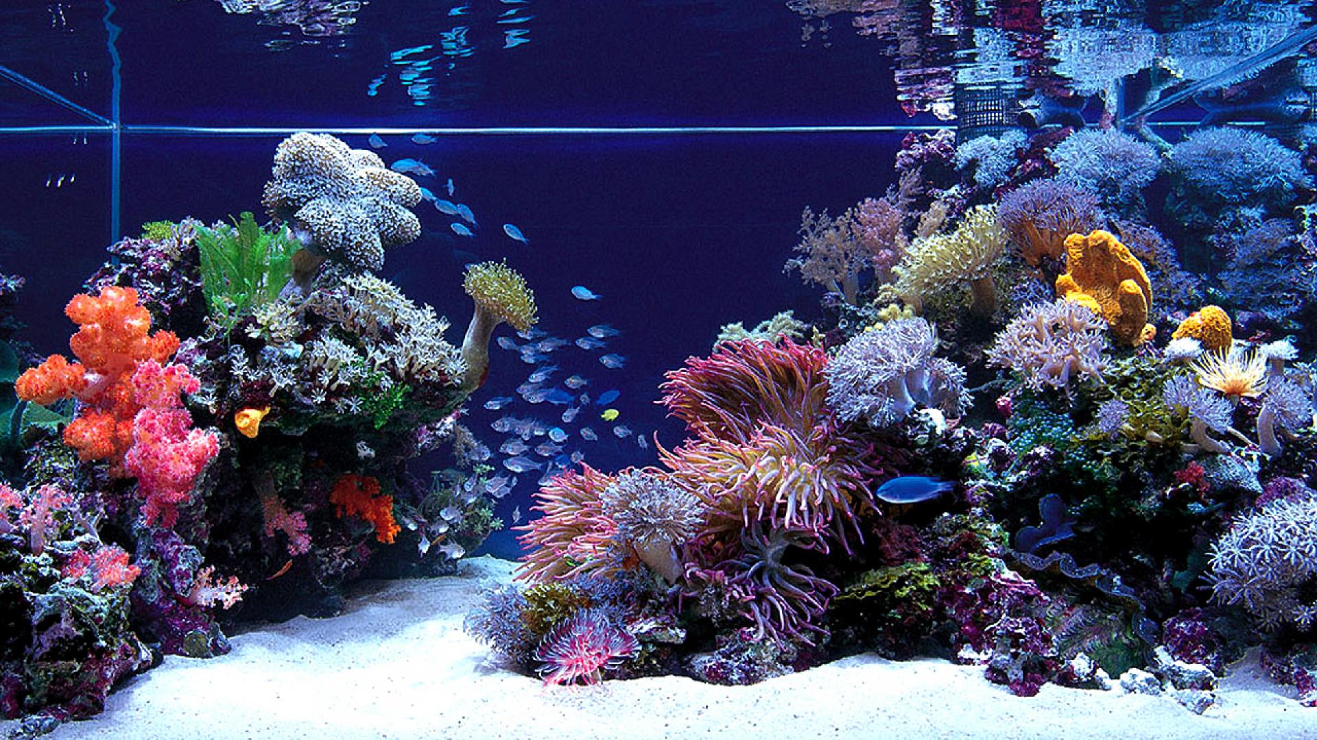 Reef Aquarium Design - HD Wallpaper 