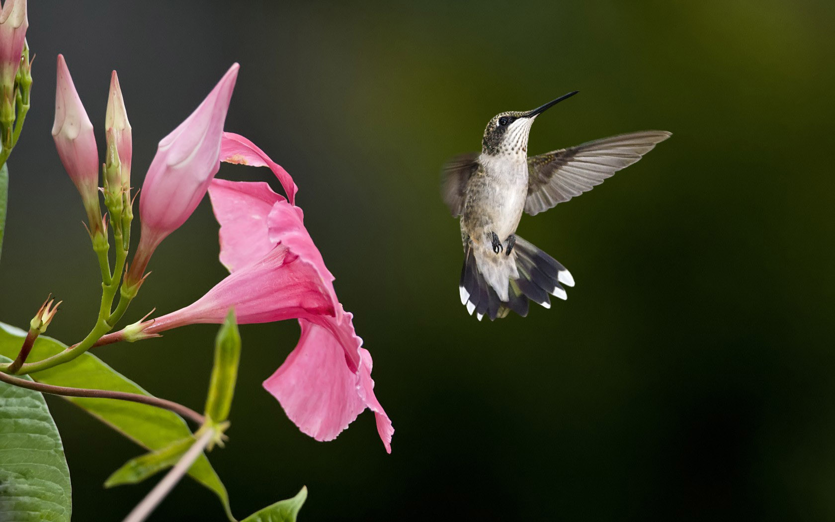 Hummingbird Wallpaper - HD Wallpaper 
