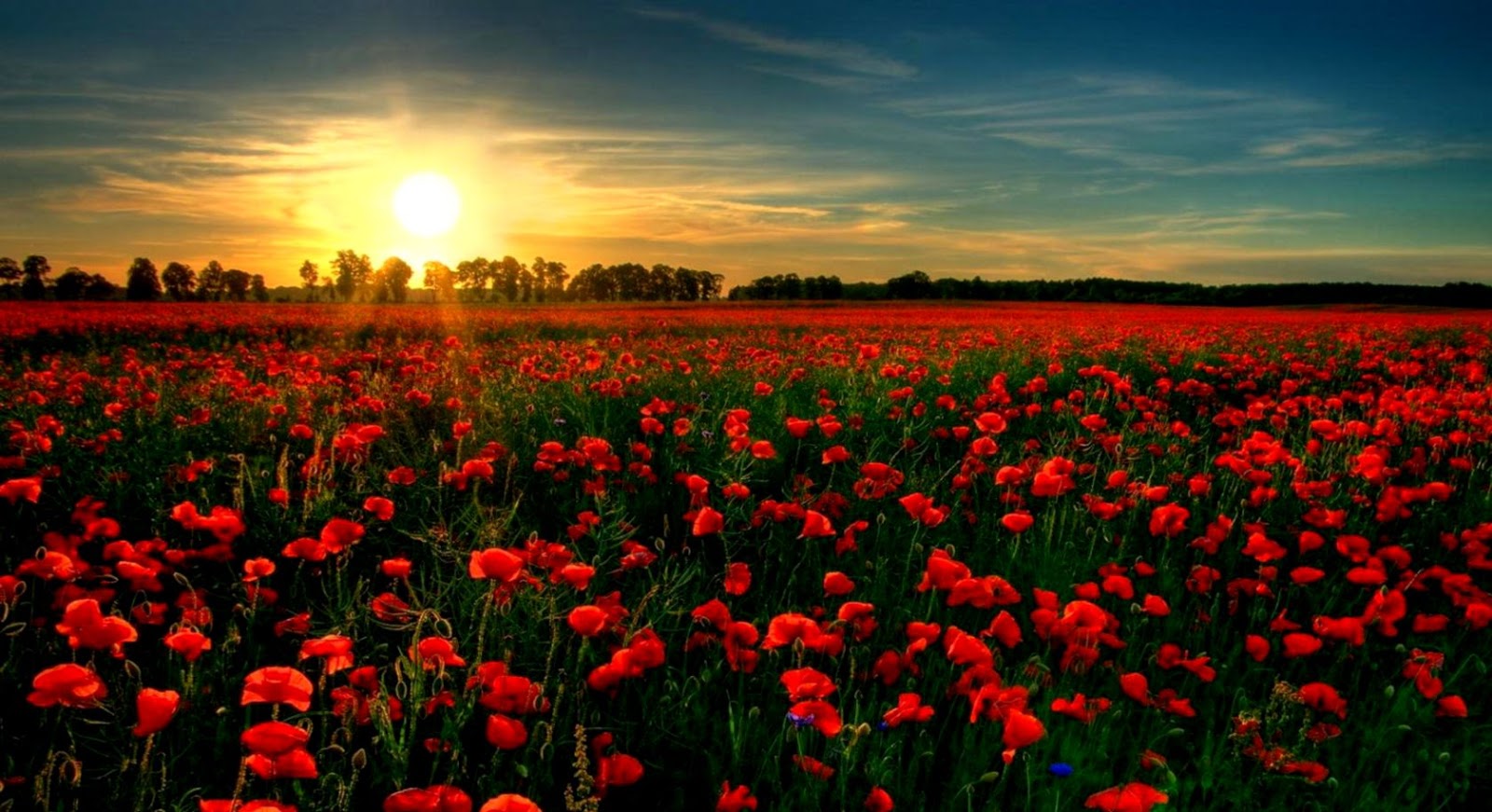 Red Poppy Garden Flower Wallpapers Nature Images Plants Remembrance Day Wallpaper Poppy 1600x871 Wallpaper Teahub Io Red Poppy Garden Flower Wallpapers Nature Images Plants Remembrance Day Wallpaper Poppy 1600x871 Wallpaper Teahub Io