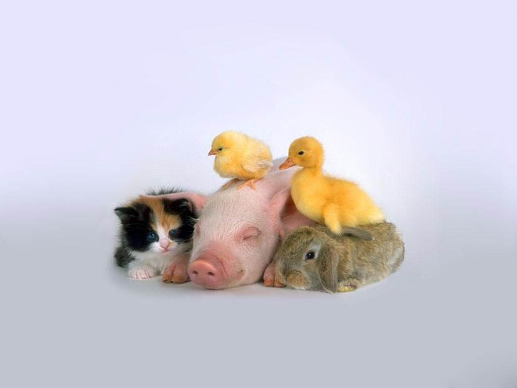 Free Chicken Wallpaper Wallpapers Download - Baby Ducks And Pigs - HD Wallpaper 