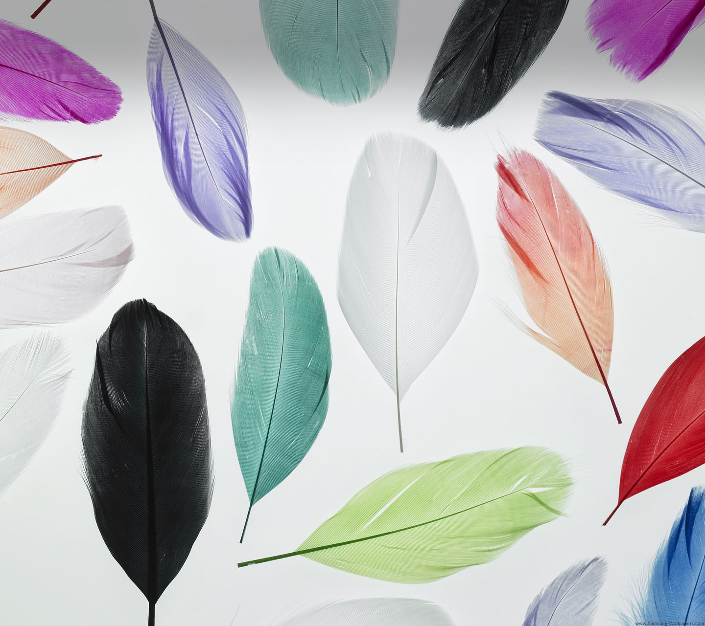 Feather Background Wallpaper - Best Feater Wallpaper Hd - HD Wallpaper 