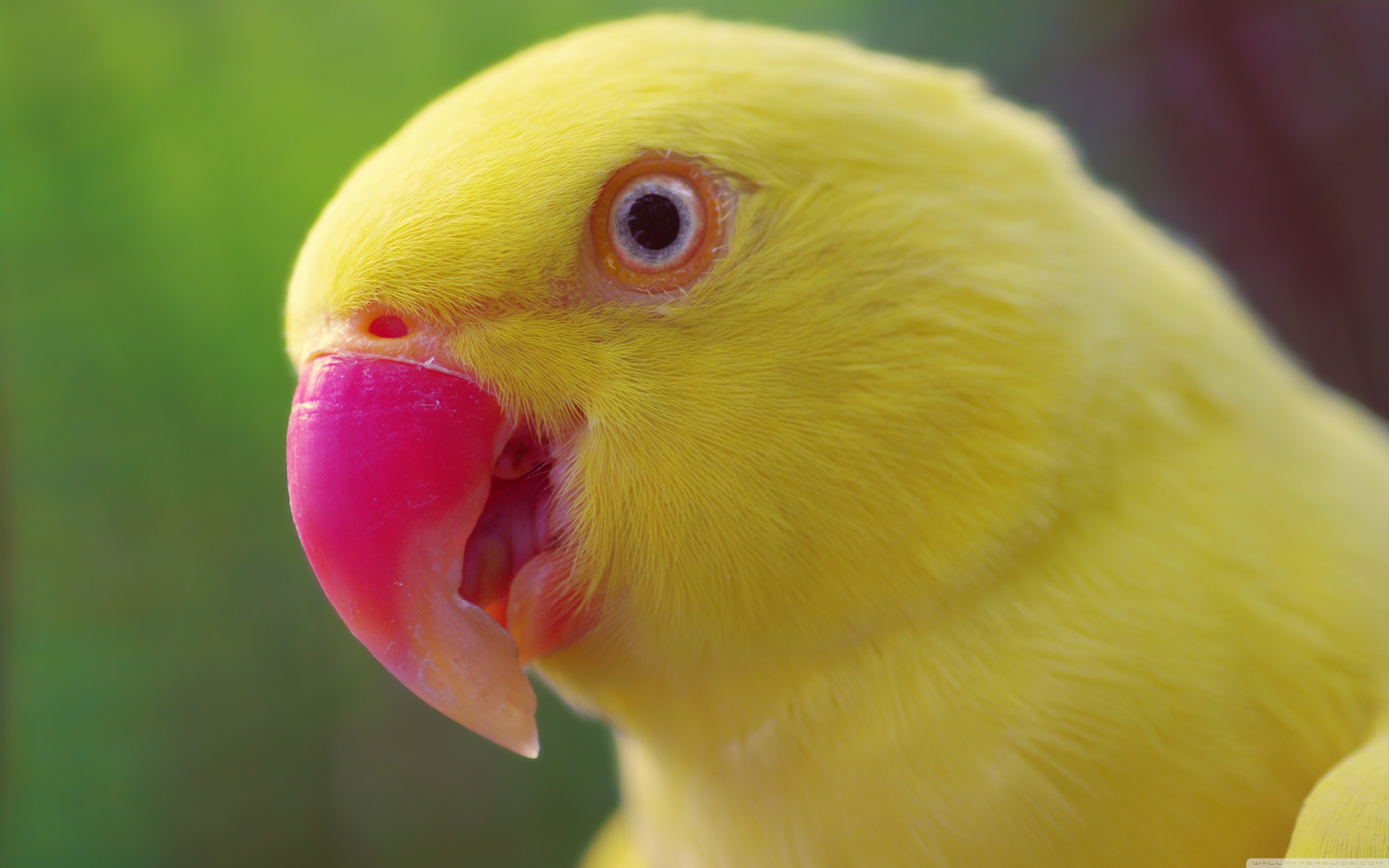 Yellow And Pink Bird - HD Wallpaper 