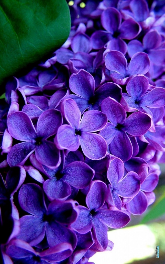 Purple Lilac Flower Wallpaper Iphone Resolution - Baggage - HD Wallpaper 