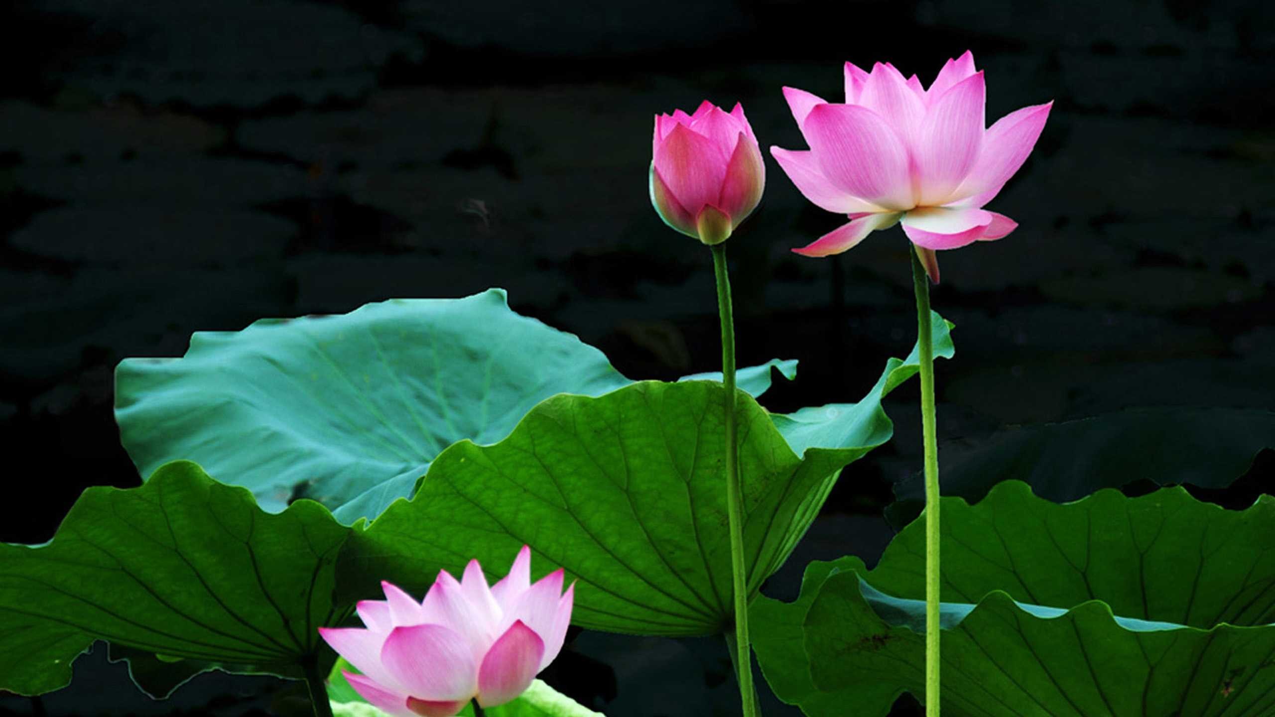 2560x1440, Lotus Flower Wallpaper Widescreen Hd For - Wallpaper - HD Wallpaper 