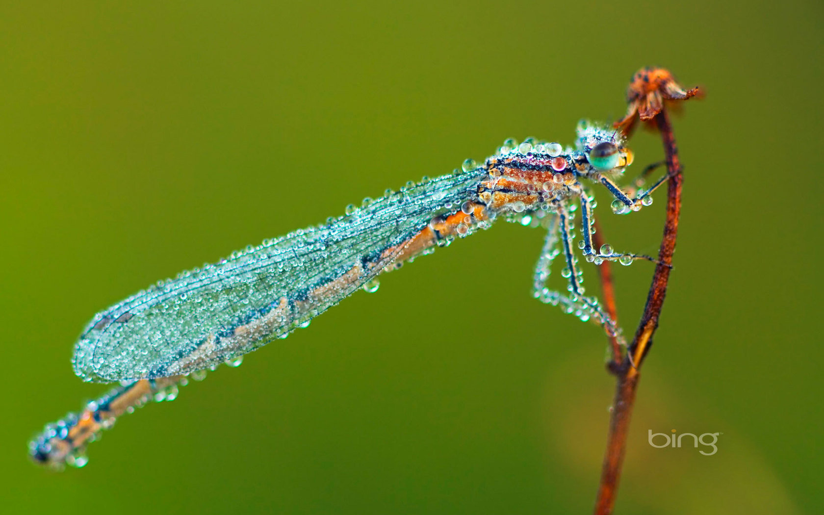 Awesome Dragonfly Free Wallpaper Id - Bing Wallpaper Download - HD Wallpaper 