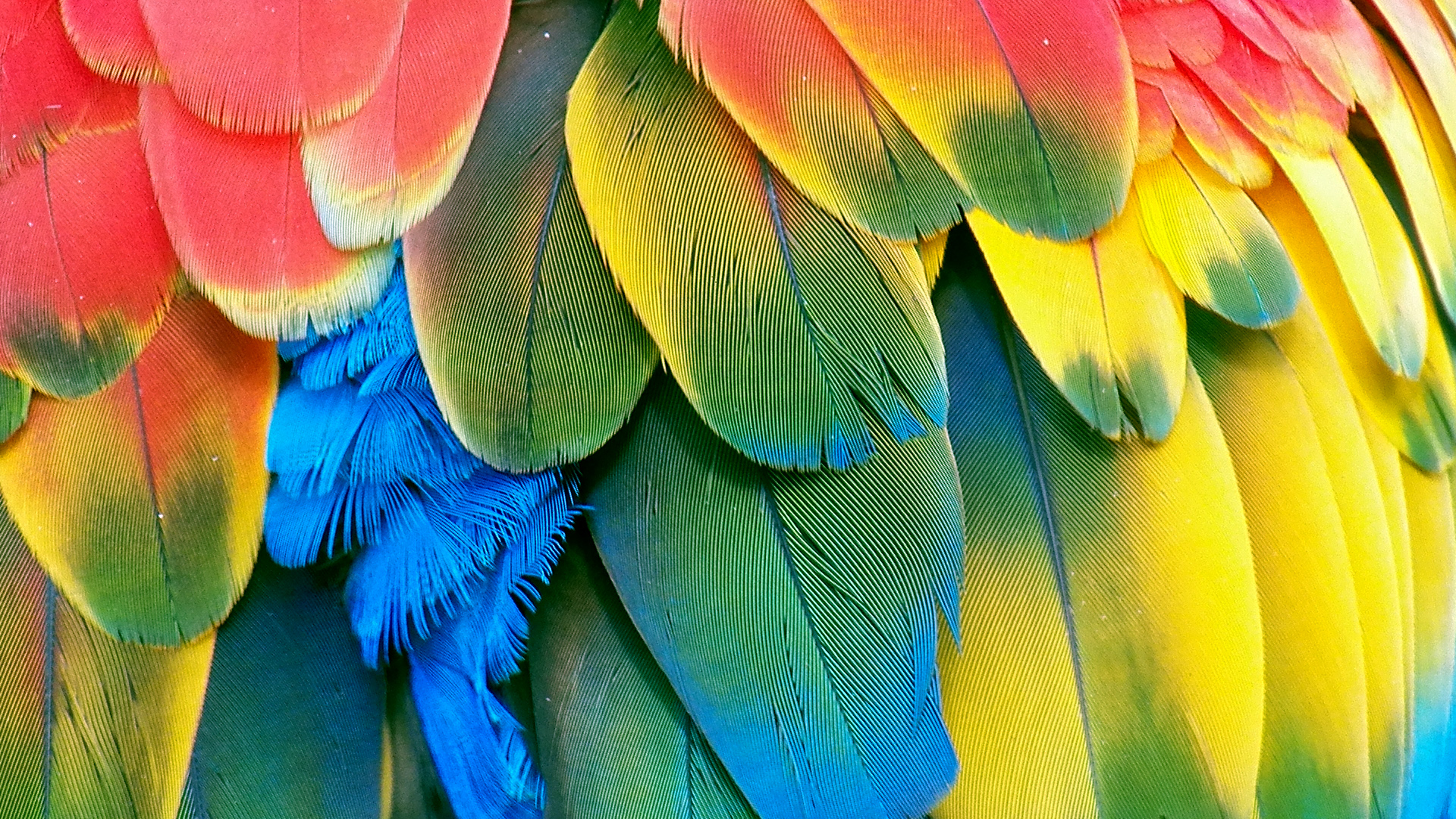 Parrot Background - HD Wallpaper 