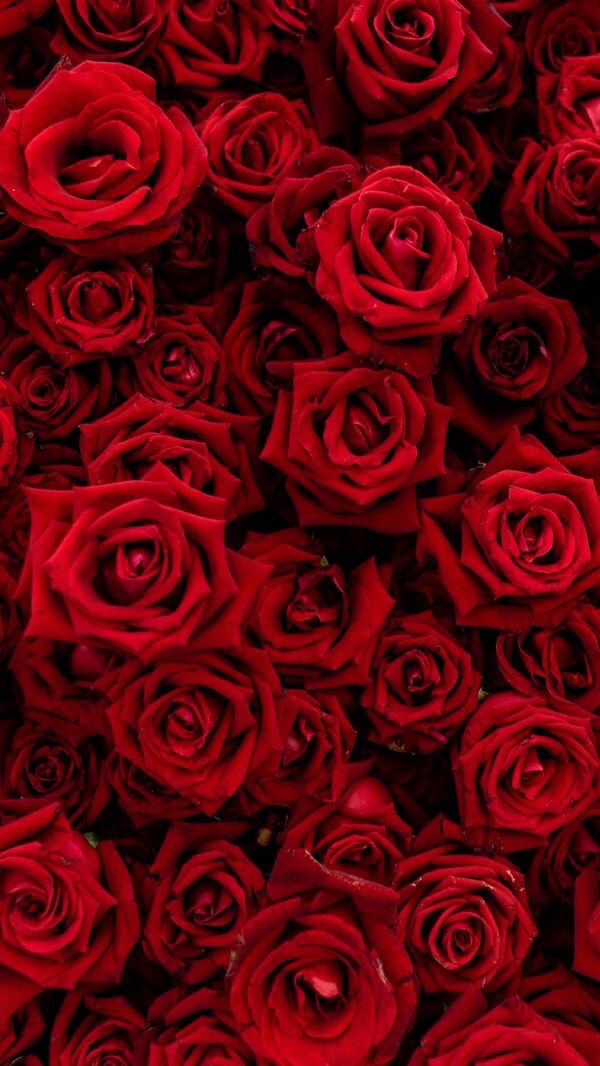 Flowers And Wallpaper Image - Red Roses Wallpaper Iphone - 600x1066  Wallpaper 