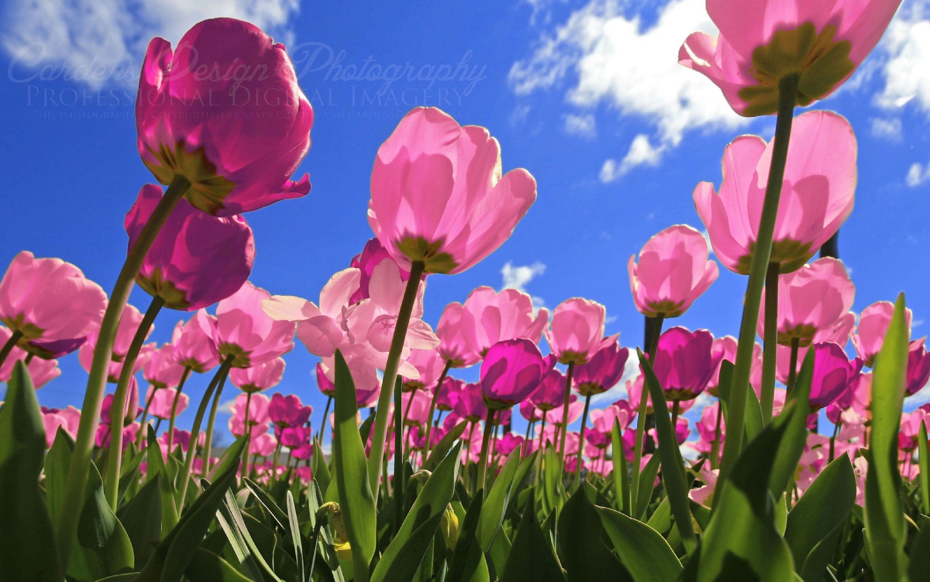 Pink Tulips Wallpapers - Pink Tulips Wallpaper Hd - HD Wallpaper 