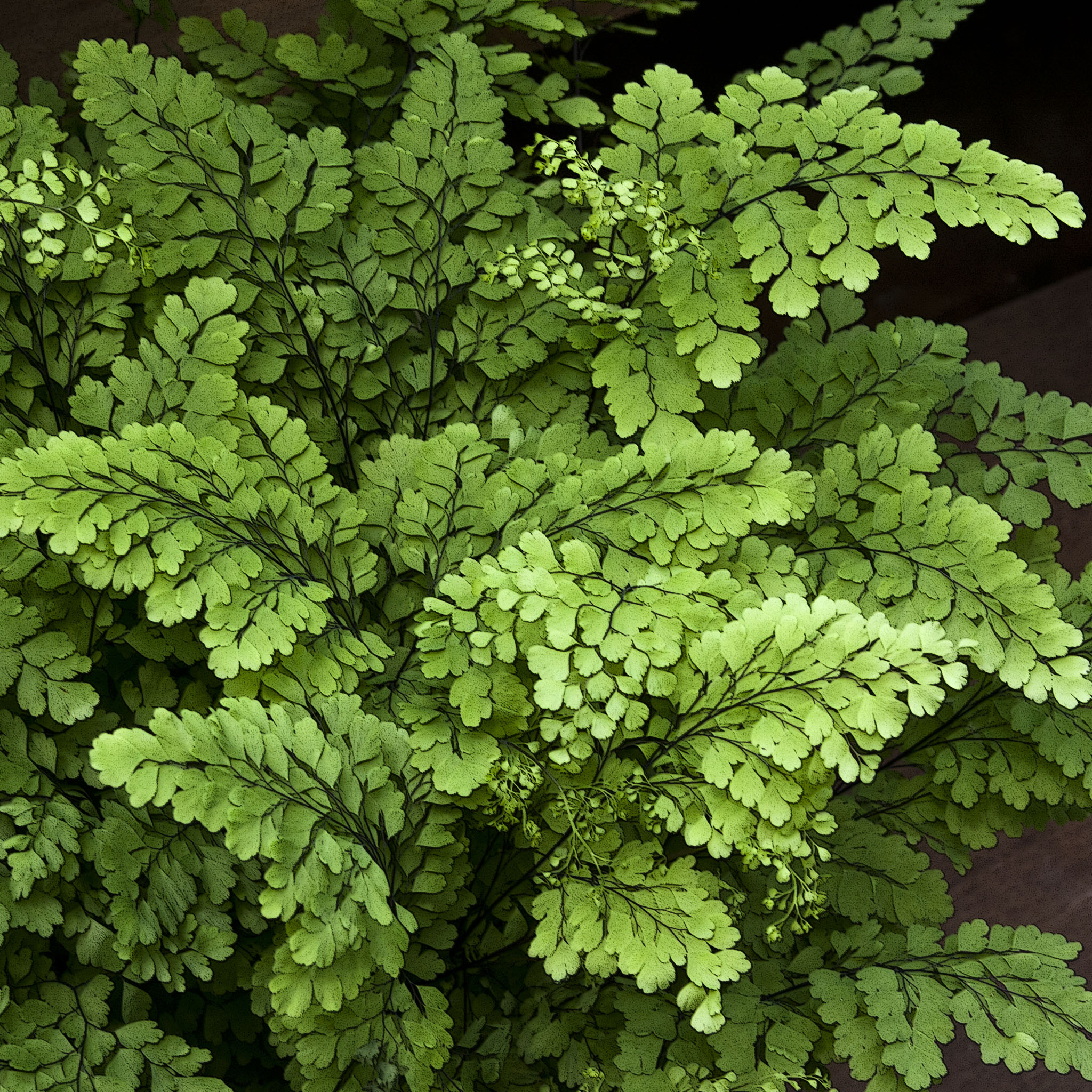Green Fern Leaves Ipad Wallpaper - Free Ipad Wallpaper Ferns - HD Wallpaper 