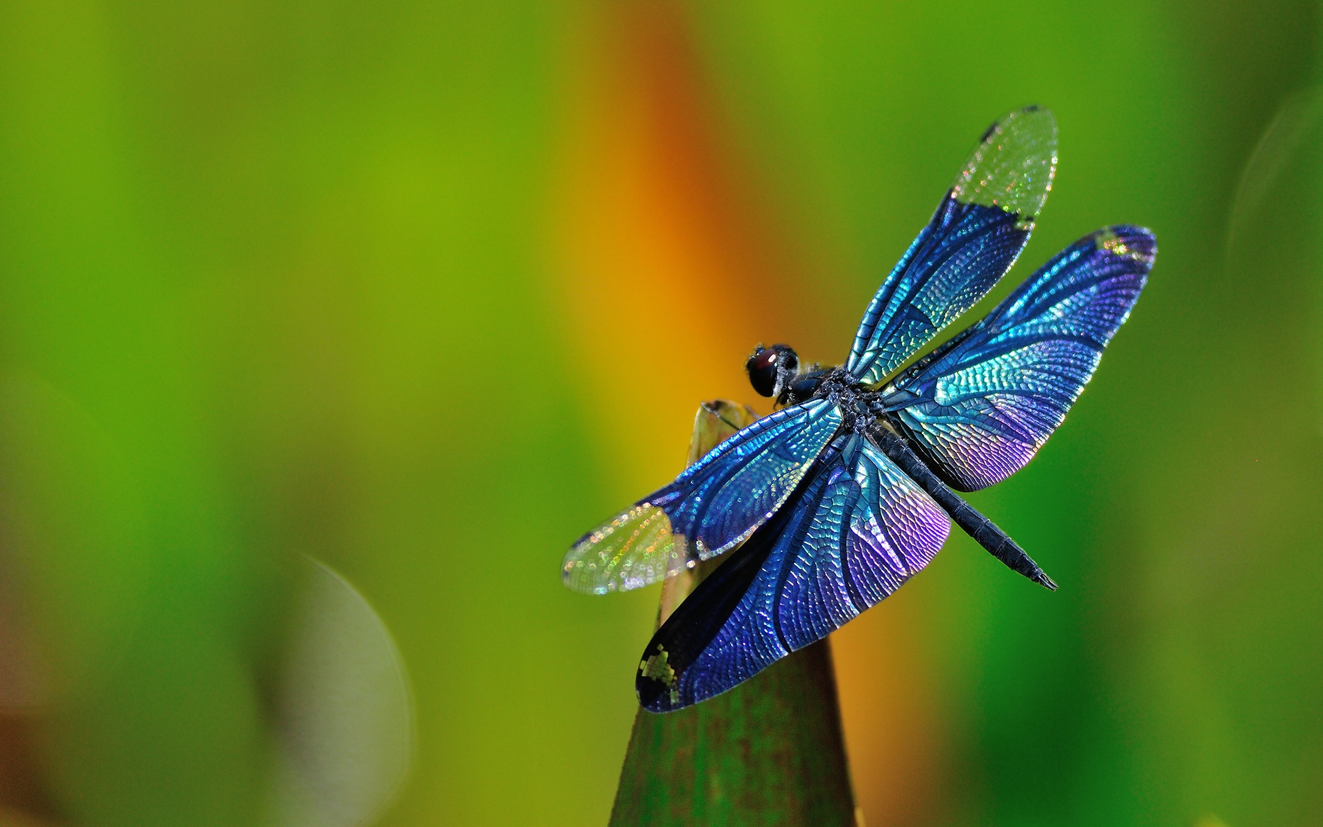 Blue Dragonflies - HD Wallpaper 