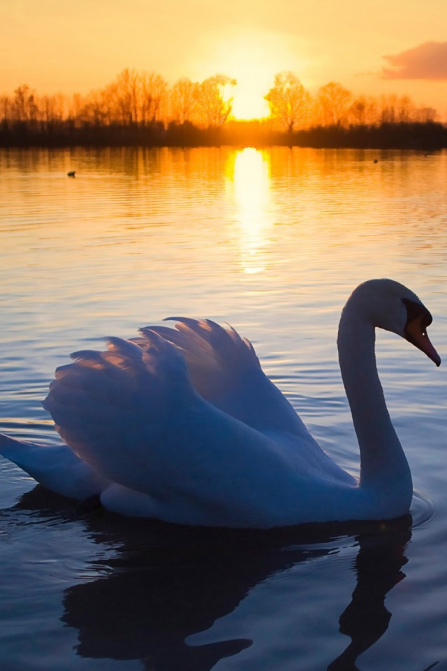 Swan Sunset - HD Wallpaper 