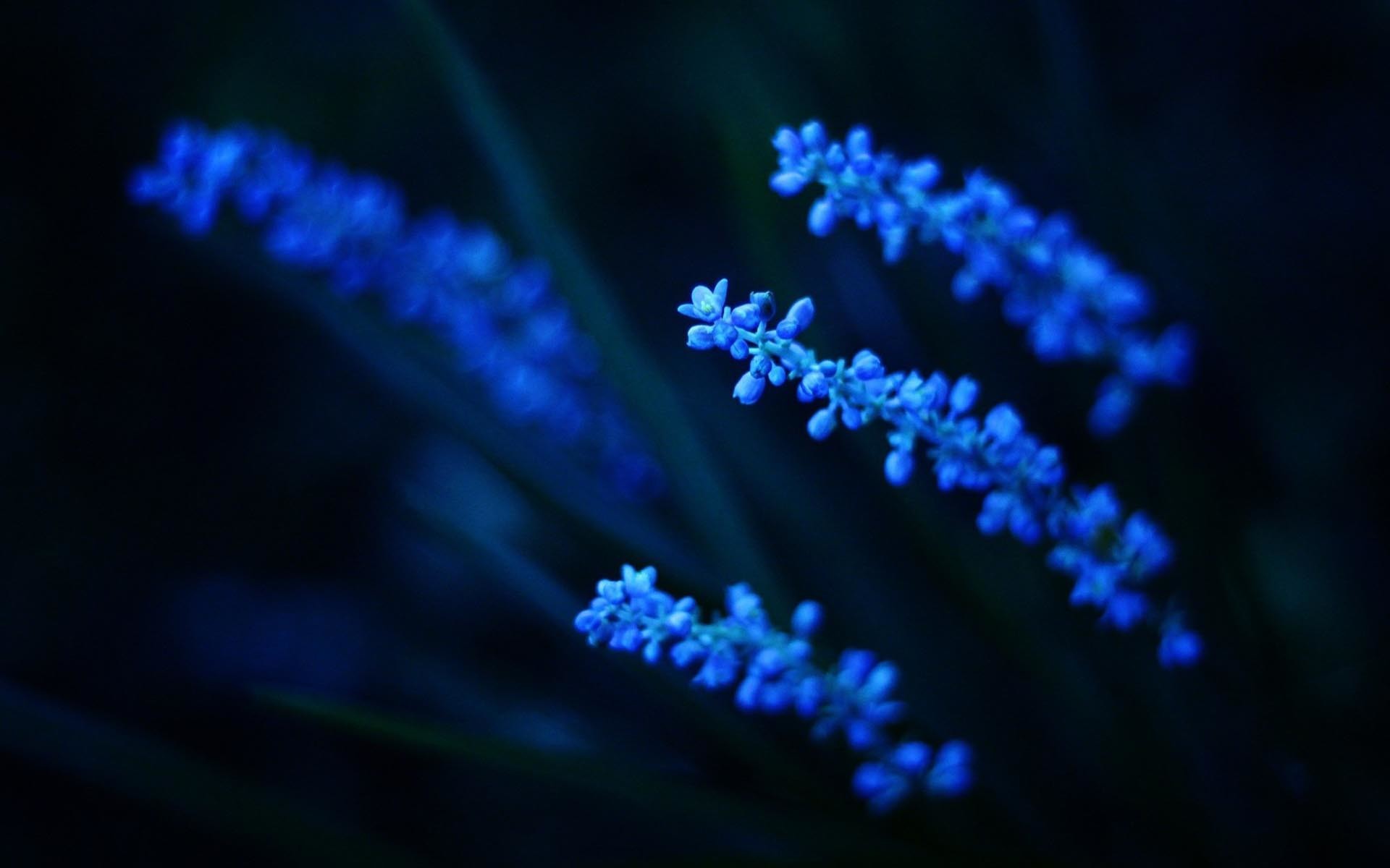 Blue Flower Wallpapers Picture 
 Data Src Blue Flowers - Flowers Good Morning Friday - HD Wallpaper 