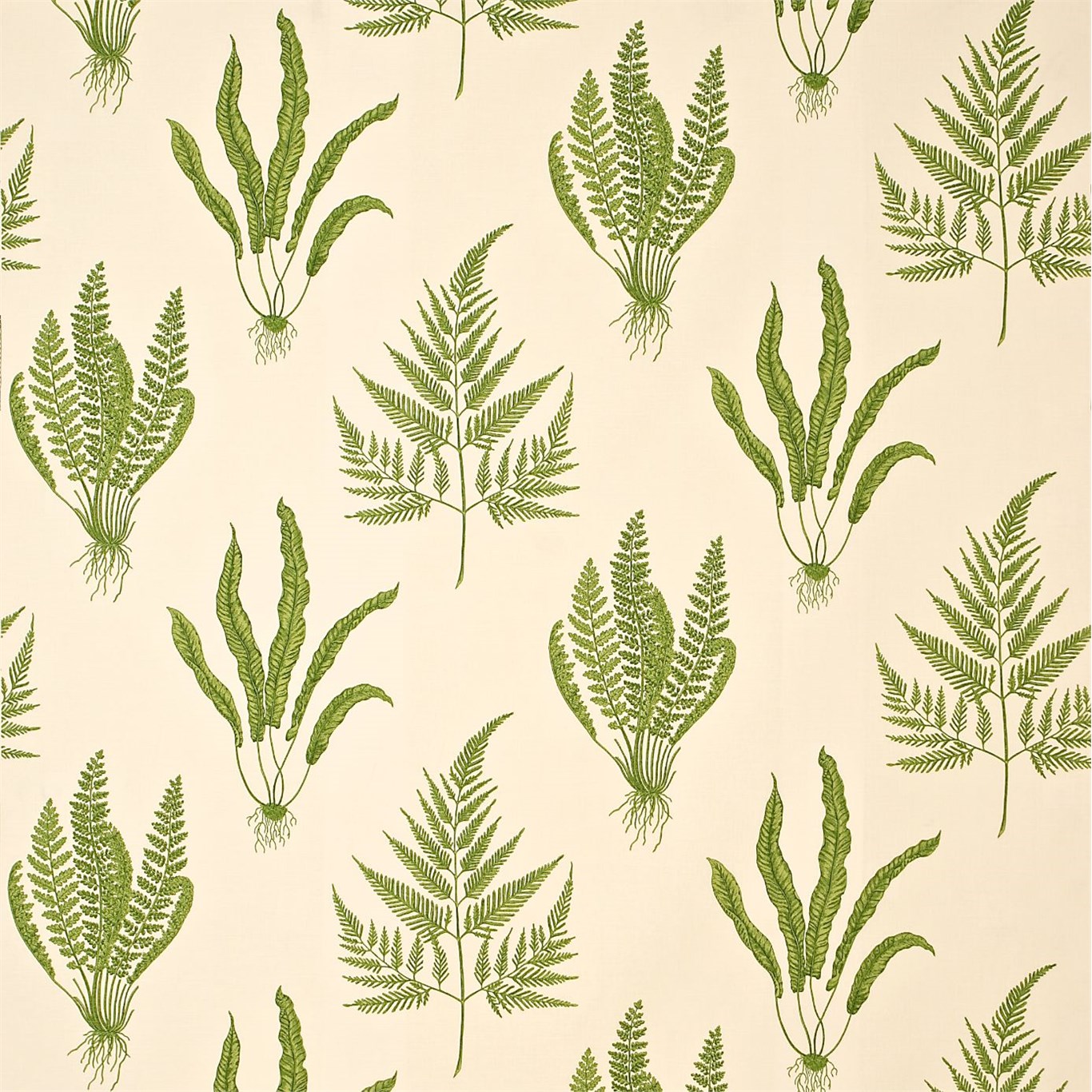 Fern Wallpaper Sanderson - HD Wallpaper 