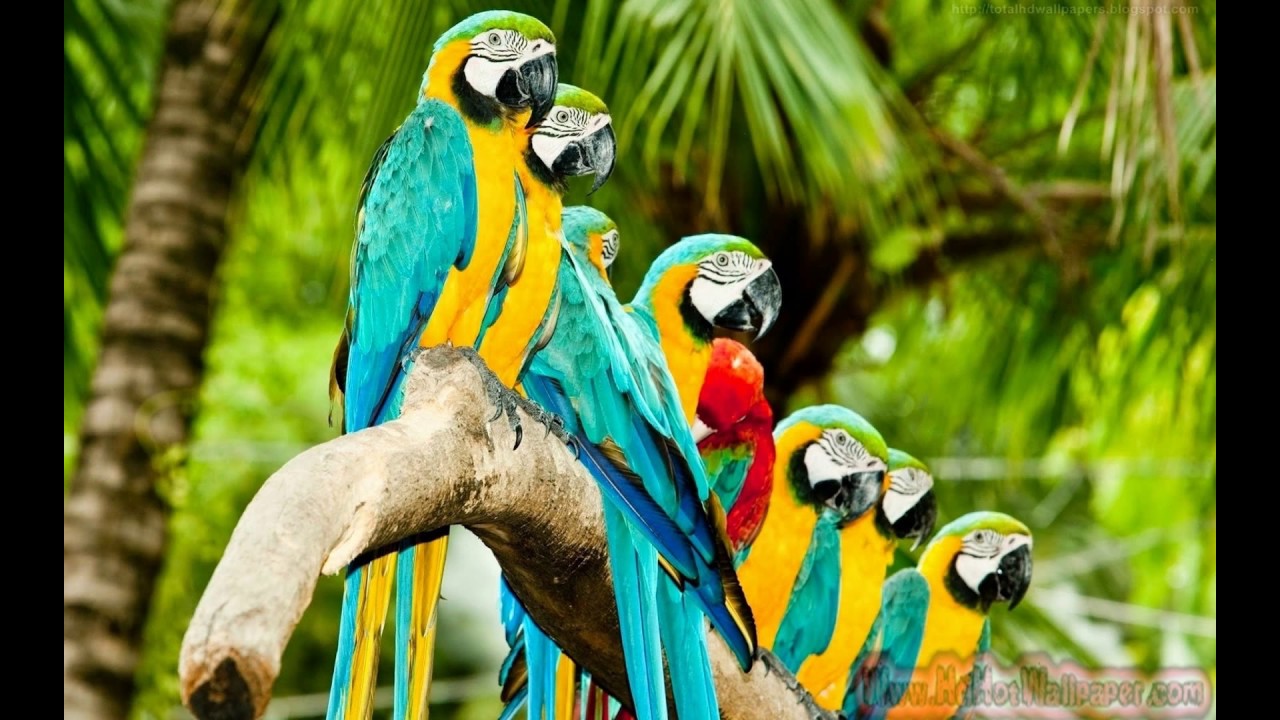 Parrot Wallpaper Hd Download - HD Wallpaper 