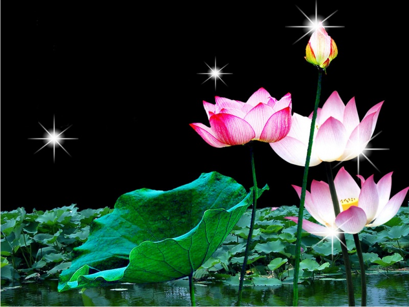 Like A Lotus At Ease In Muddy Waters - HD Wallpaper 