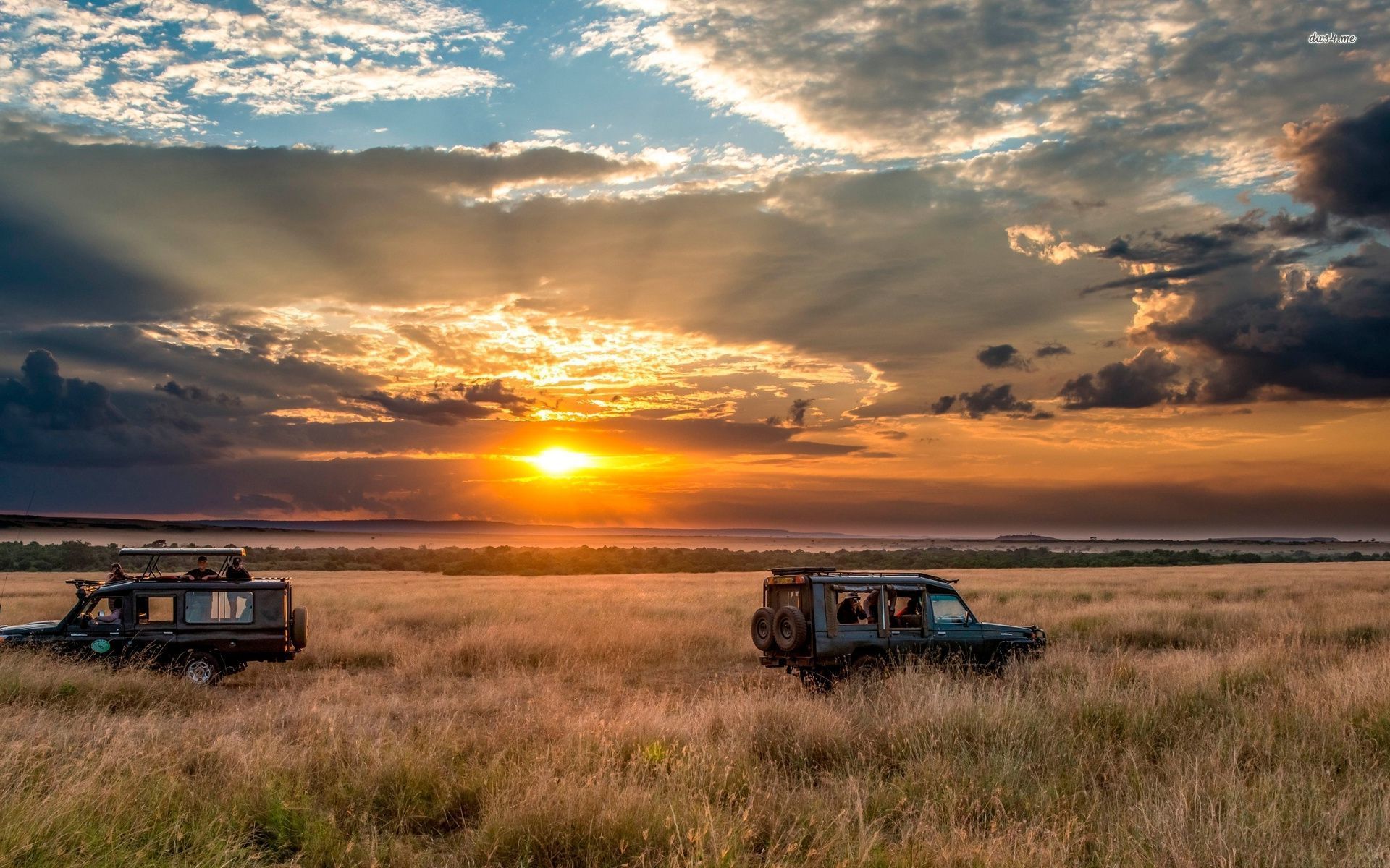 Safari - HD Wallpaper 