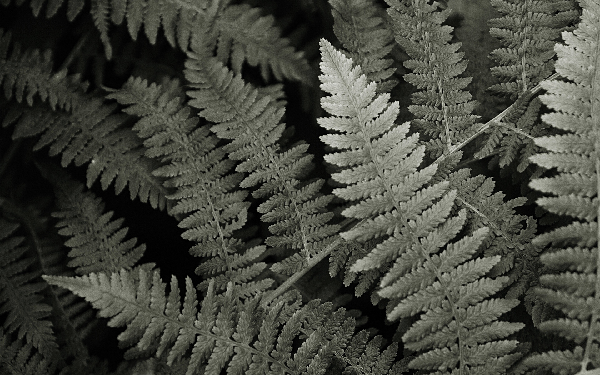 Ostrich Fern - HD Wallpaper 