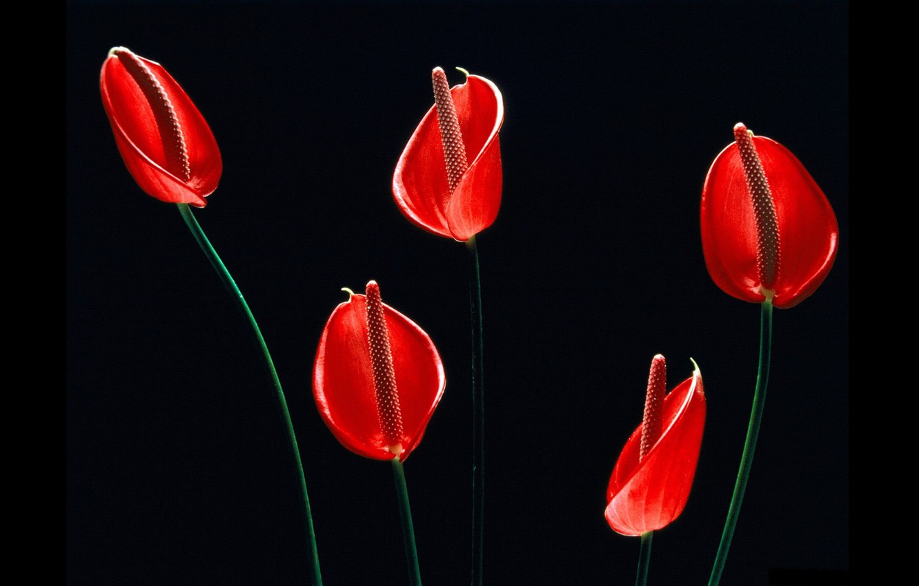 Photo Wallpaper Black Background, Red Flowers, Anthurium, - Red Flowers Black Background - HD Wallpaper 