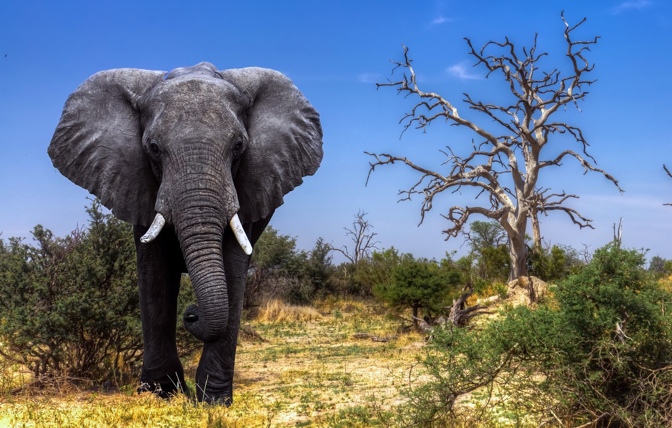 Photo Wallpaper Africa, Elephant, Safari, Botswana, - Elephant Images Of Wild Animals - HD Wallpaper 