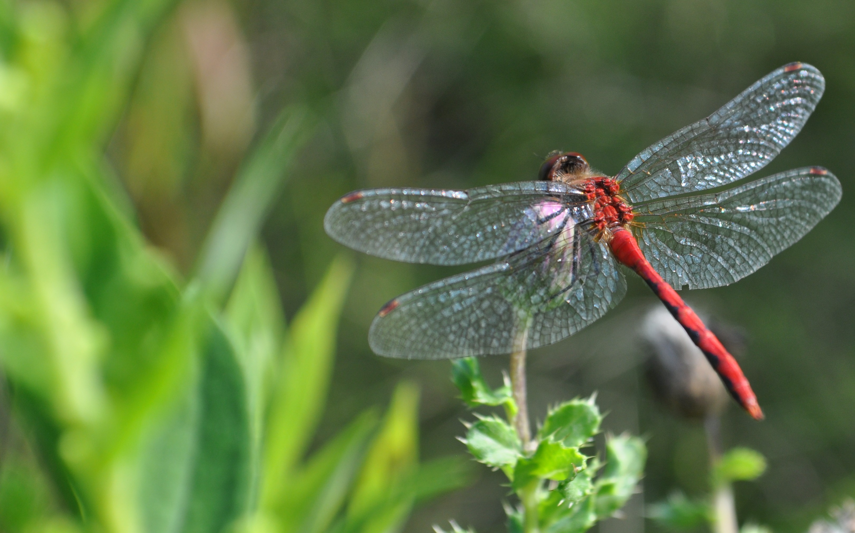 Dragonfly Hd Backgrounds - Dragonfly Desktop Background - HD Wallpaper 