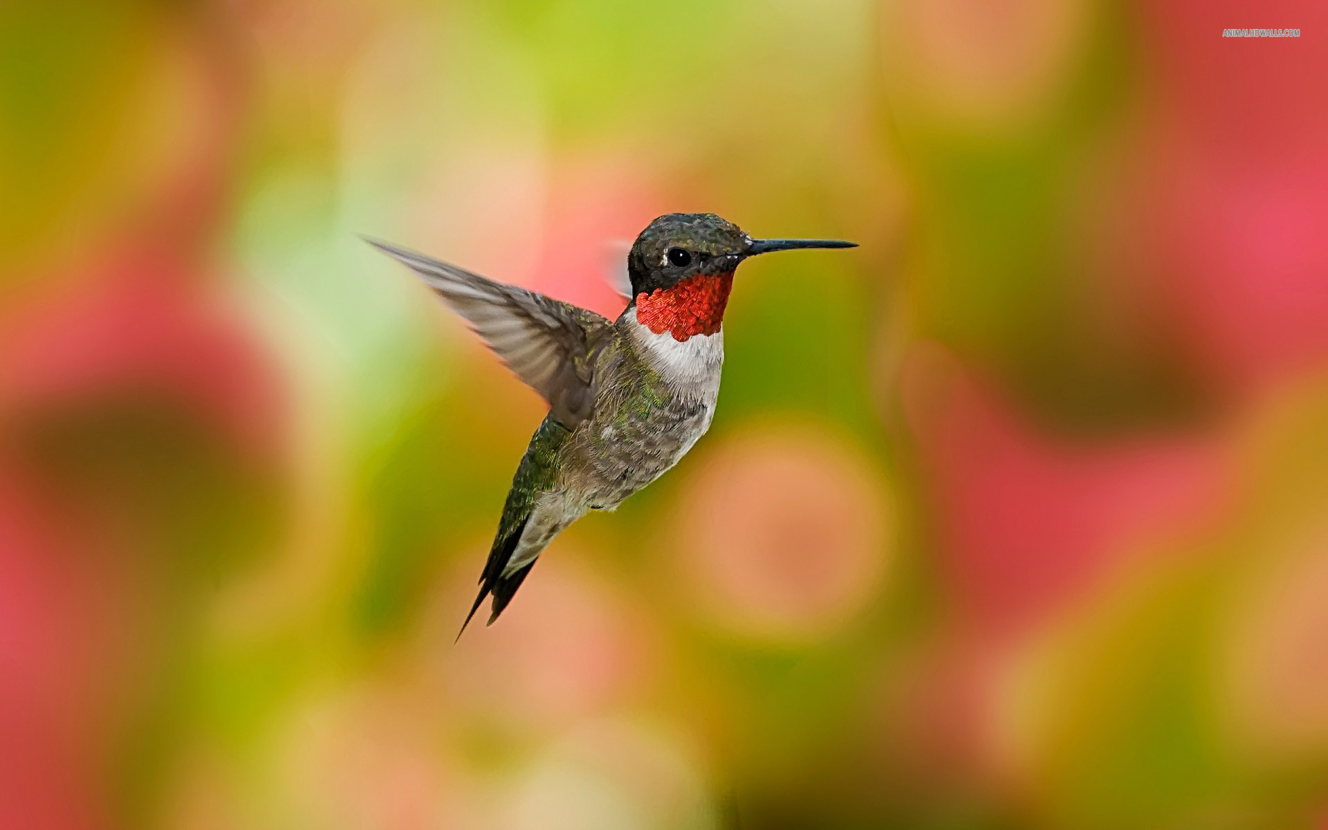 Humming Bird Hd - HD Wallpaper 