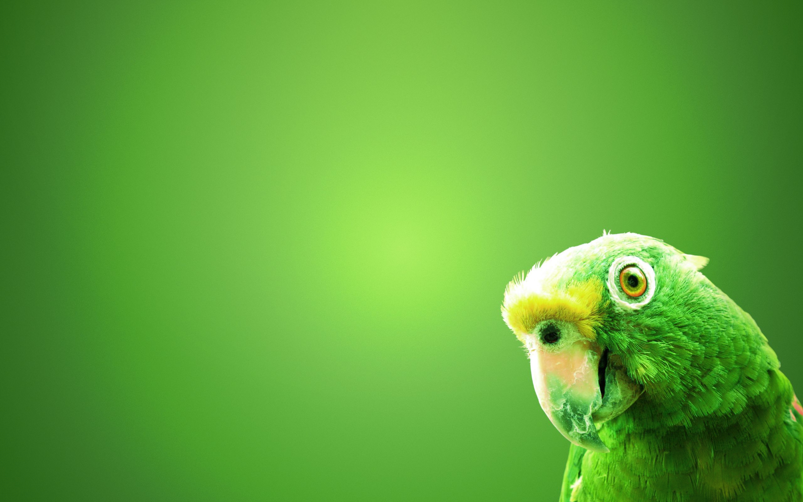 Green Parrot Background - HD Wallpaper 