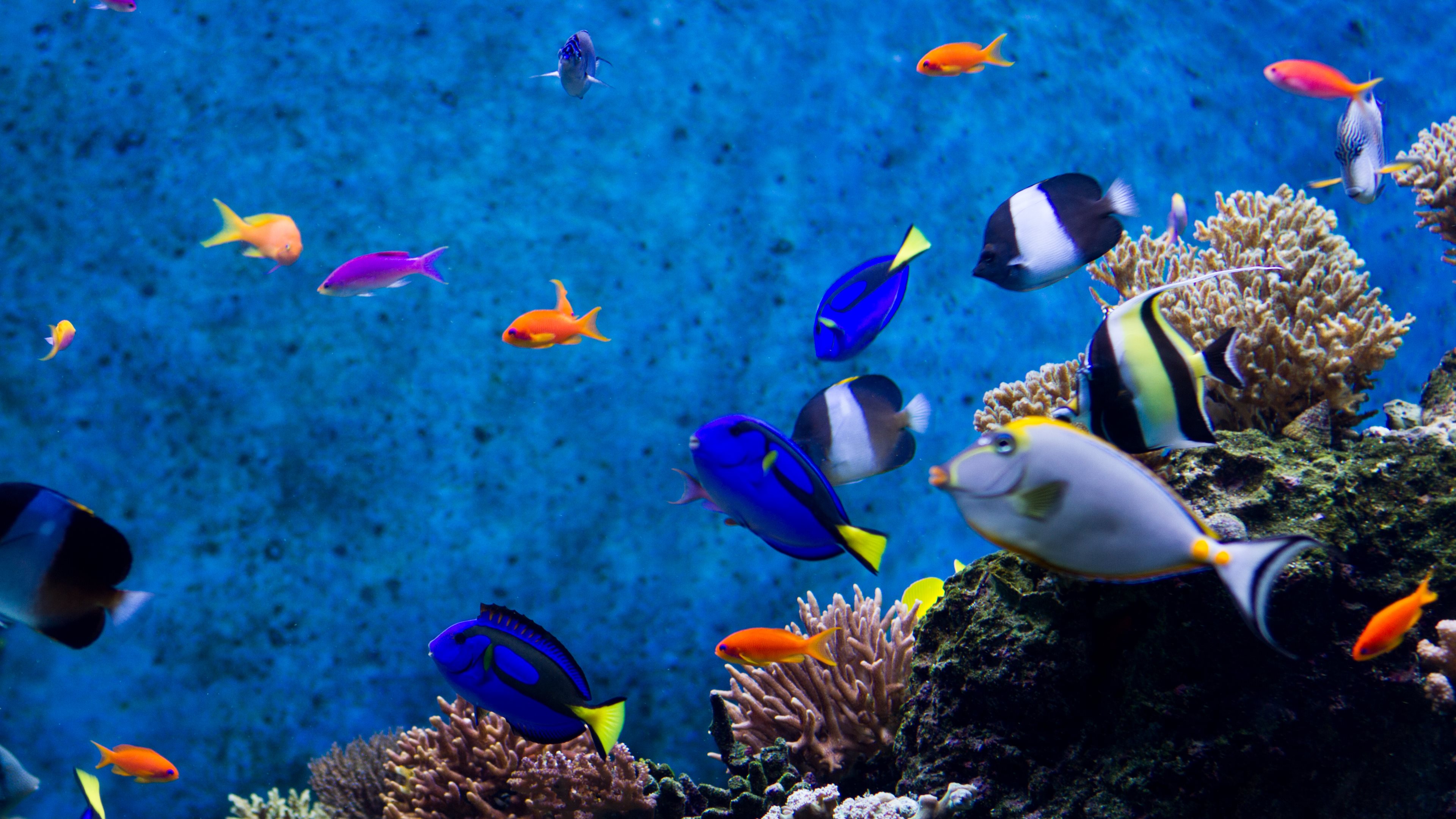 Beautiful Aquarium Wallpaper - HD Wallpaper 