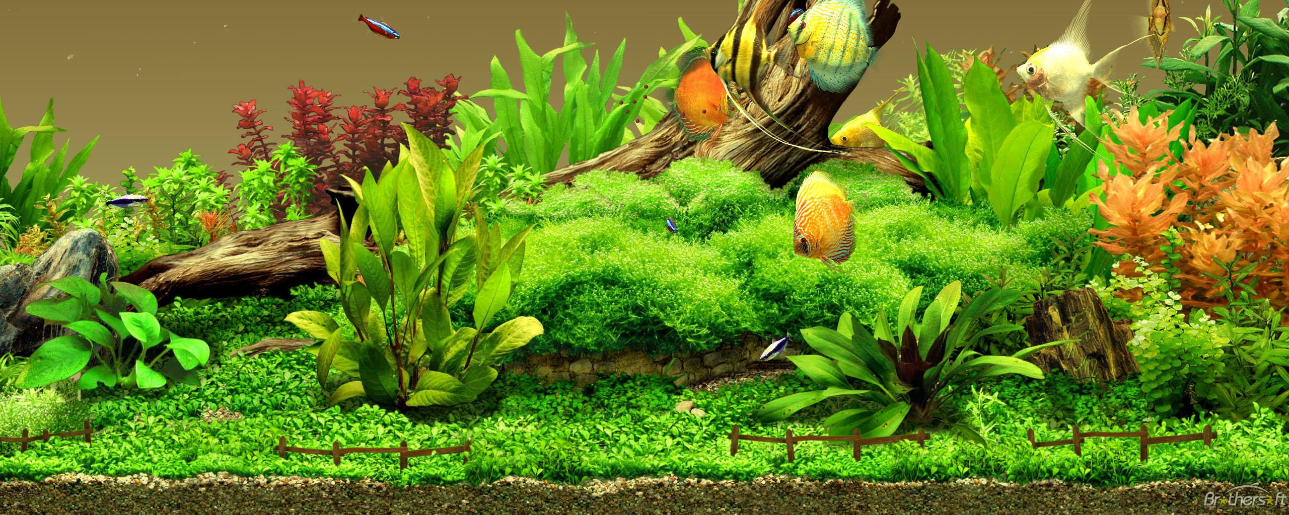 25 Aquarium Backgrounds, Wallpapers, Images, Pictures - Fish Aquarium Background Hd - HD Wallpaper 