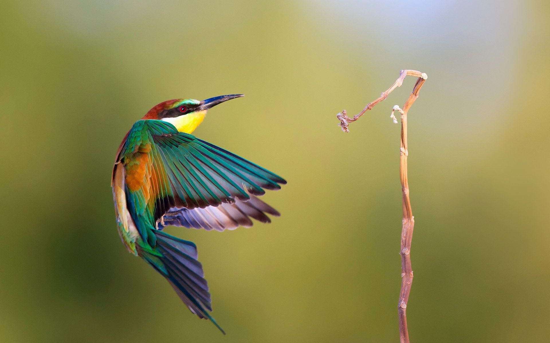 1920x1200, Hummingbird Hd Wallpaper Hummingbird Hd - Hummingbird Wallpaper Iphone Hd - HD Wallpaper 