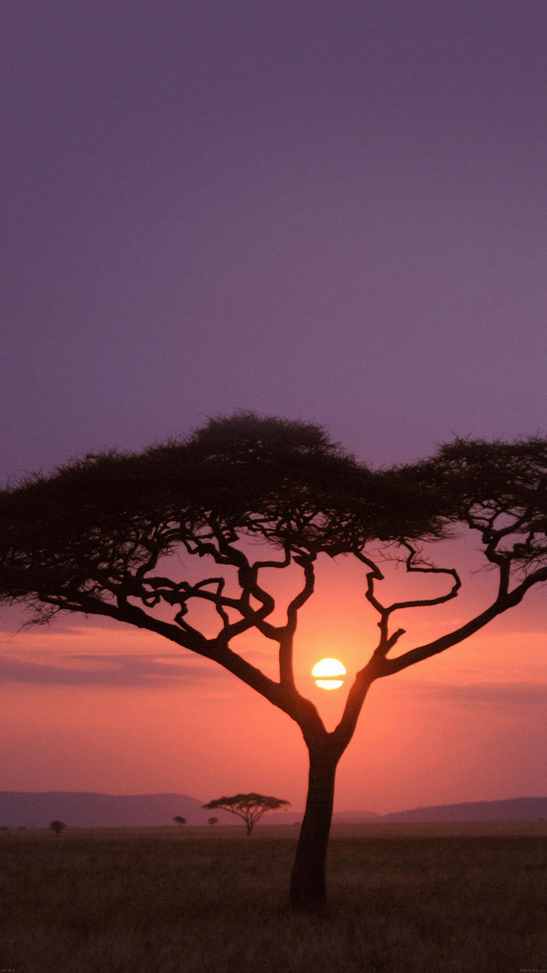 African Tree In Sunset - HD Wallpaper 