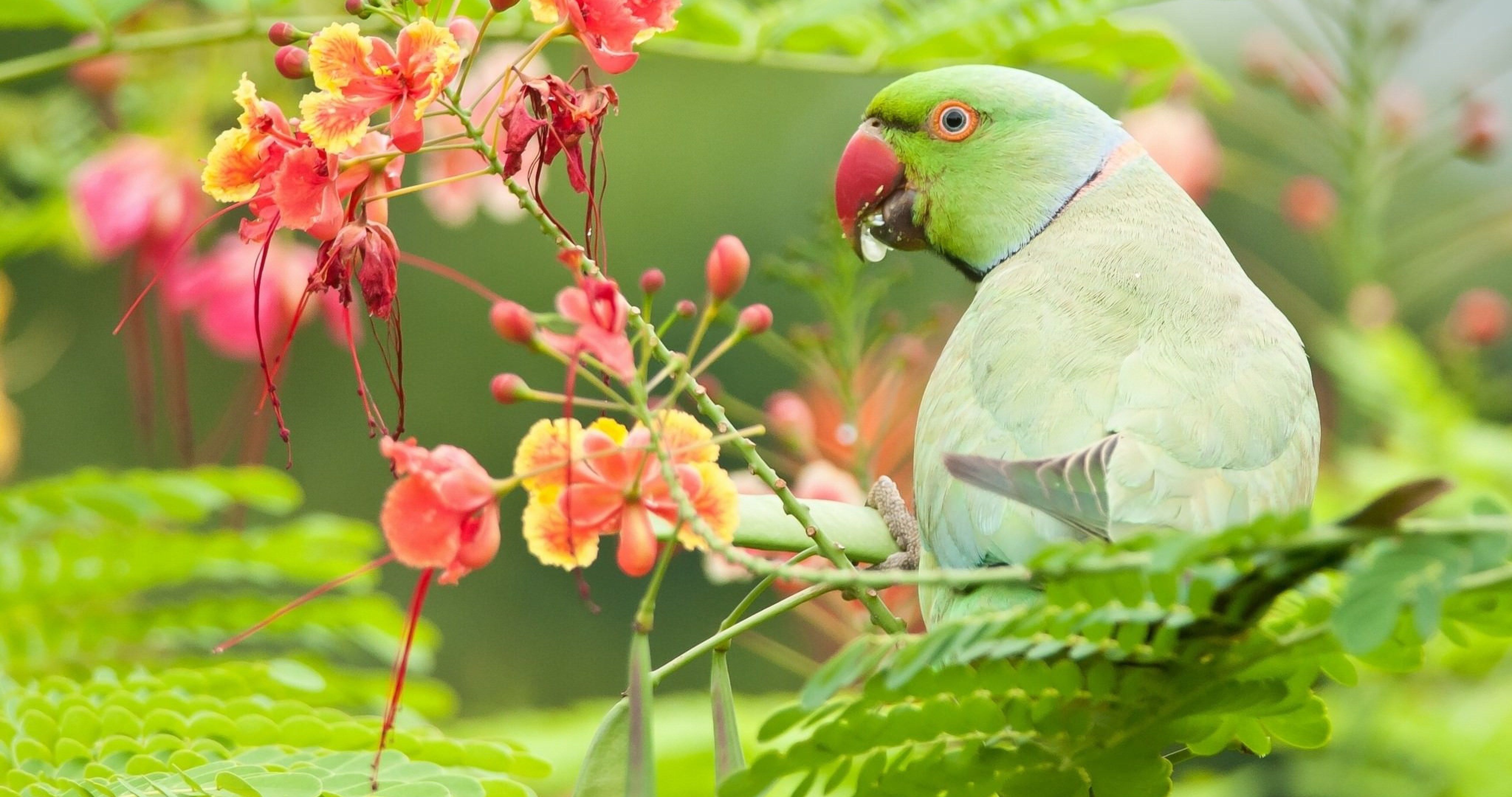 Green Wallpaper Parrot - HD Wallpaper 