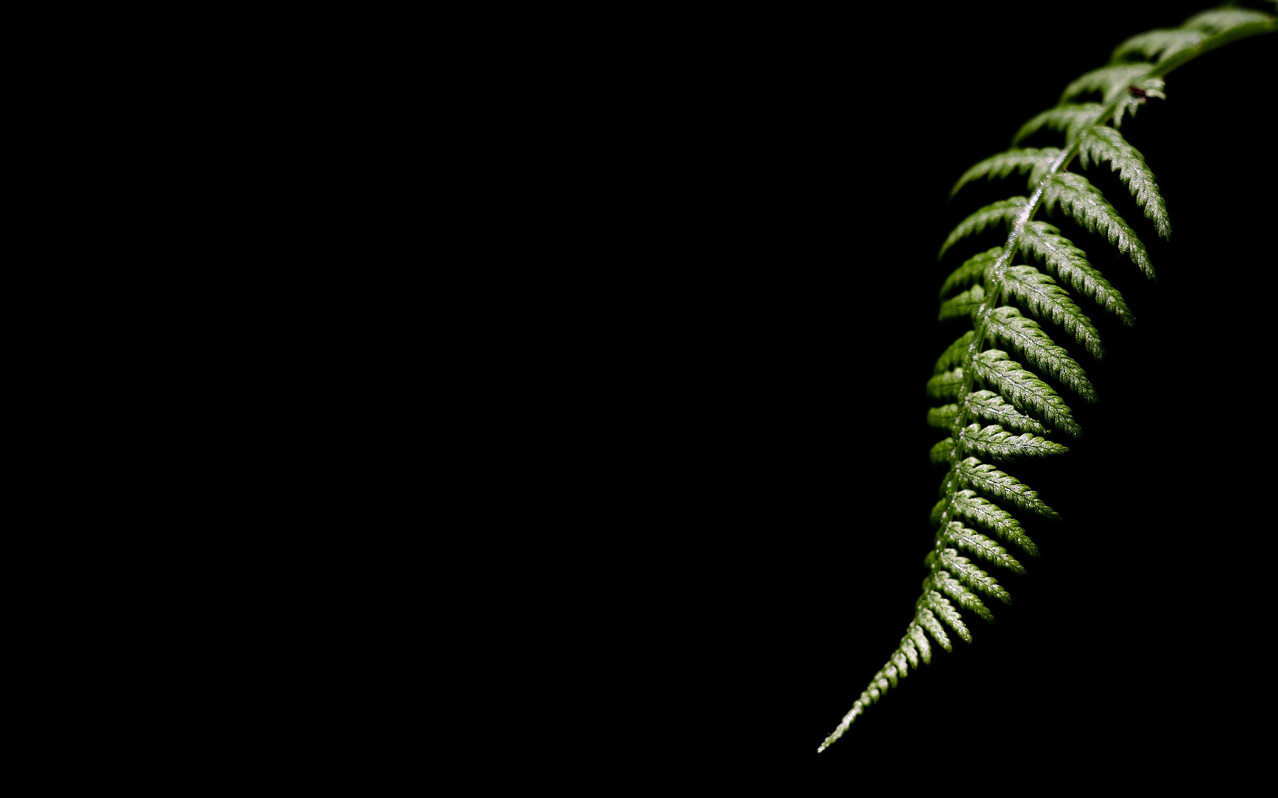 Fern Wallpaper Desktop - HD Wallpaper 