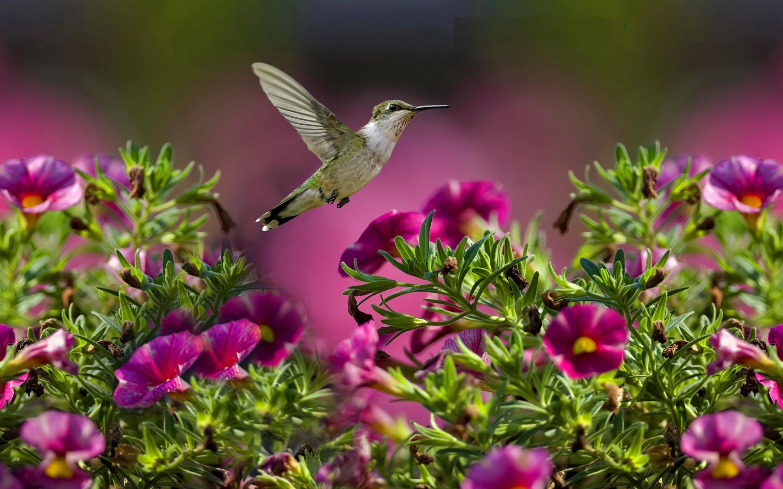 Wiki Hummingbird Image Download Free Pic Wpd002202 - Hummingbird Wallpaper Background - HD Wallpaper 