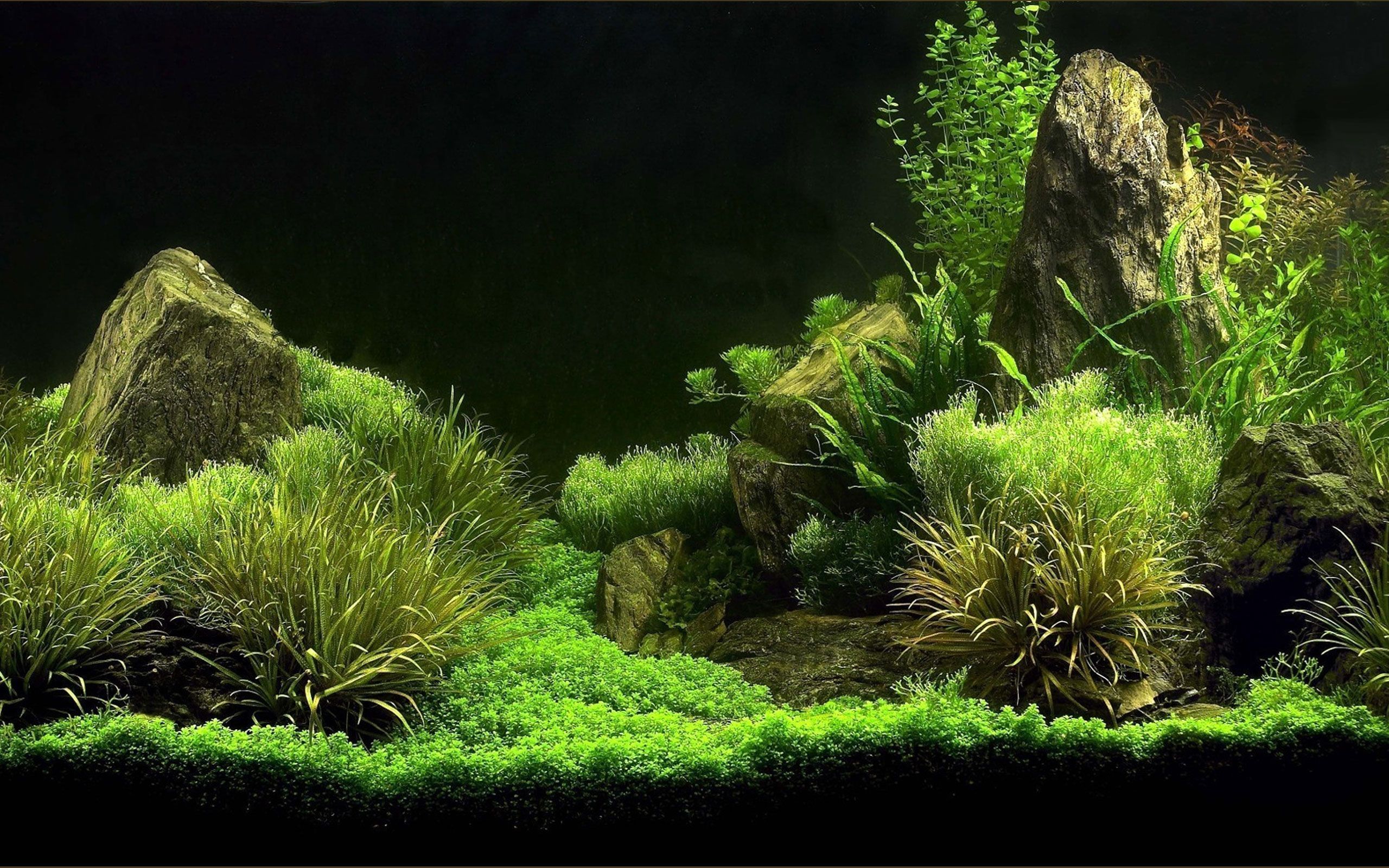 Aquarium Wallpaper - High Resolution Aquarium Background Hd - HD Wallpaper 