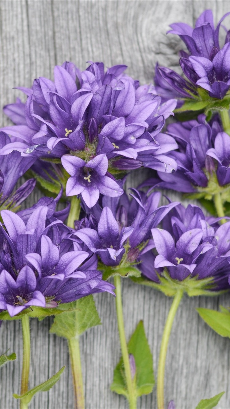 Iphone Wallpaper Purple Flowers, Wood Background - Background Wallpaper Iphone Blue And Purple - HD Wallpaper 